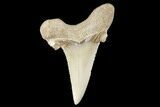 Serrated Fossil Auriculatus Tooth - Sarysu River, Kazakhstan #173801-1
